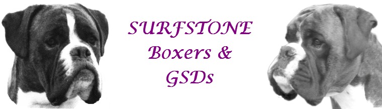 Surfstone Boxers GSDs